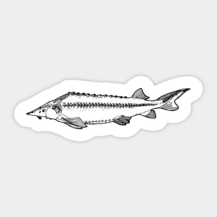 Bastard sturgeon Sticker